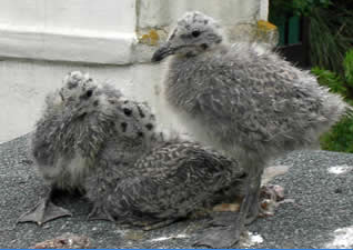 Baby Seagulls